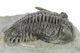 Detailed Hollardops Trilobite - Beautiful Preservation #275245-1